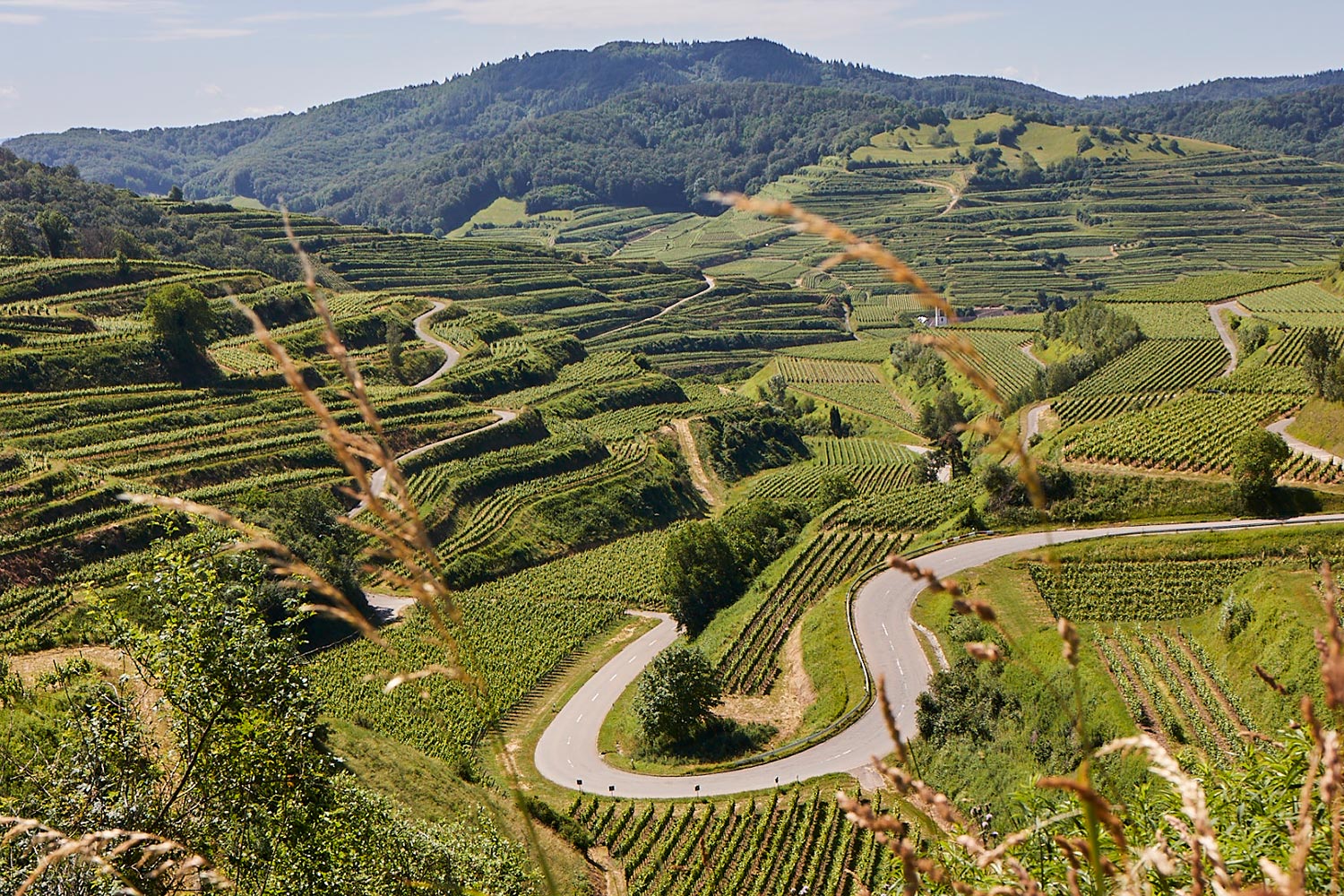 Blick über eien Weinberg